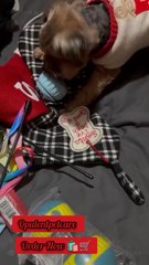 🔥 This toy is going VIRAL with dogs!Stuffed, funny & irresistible.👉 Shop now — limited stock!