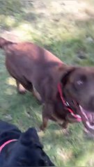 Long walk? Stay hydrated!2.2L dog water bottle 🐶No spills • Travel ready👉 Buy now on our website!