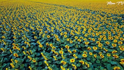 Calm Music For Stress-Free Days