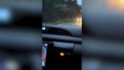 Árvore cai na BR-277 e interdita duas pistas em Nova Laranjeiras