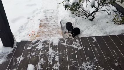 More snowy porch time with the swarm. | #SparklegleamFarm #Bunny #farm #rabbit #farmanimals #cute