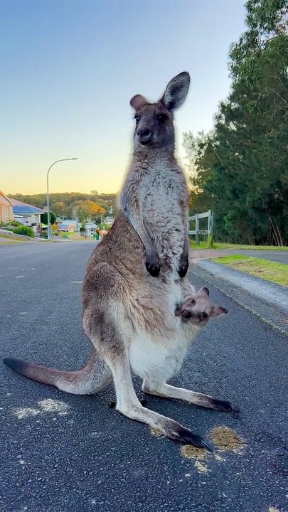 Australian kangaroo 🦘
