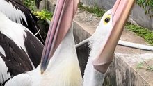 Pelican