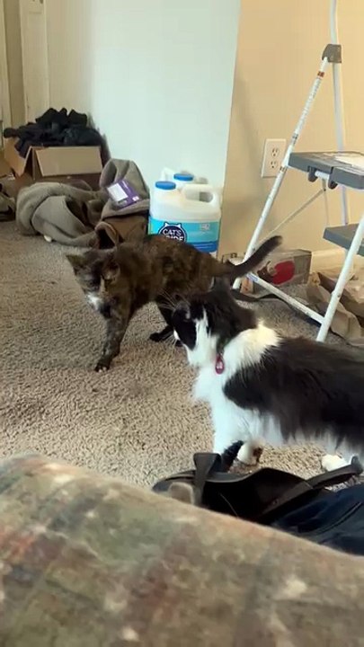 face off