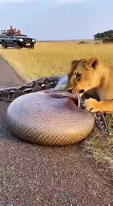 What_will_the_lion_discover_inside_the_python’s_belly_🦁🐍❓😱_사자는_비단뱀의_배_속에서_무엇을_발견하게_될까__#lion_#python(360p)