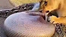 What_will_the_lion_discover_inside_the_python’s_belly_🦁🐍❓😱_사자는_비단뱀의_배_속에서_무엇을_발견하게_될까__#lion_#python(360p)