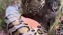 What_will_the_leopard_discover_inside_the_python’s_belly__🐆🐍❓😱_표범은_비단뱀의_배_속에서_무엇을_발견하게_될까__#leopard(360p)