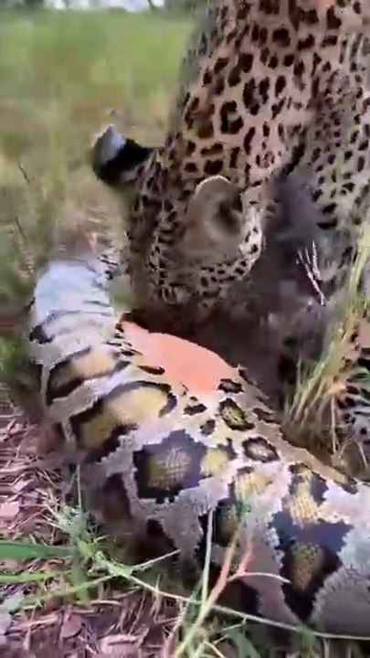 What_will_the_leopard_discover_inside_the_python’s_belly__🐆🐍❓😱_표범은_비단뱀의_배_속에서_무엇을_발견하게_될까__#leopard(360p)