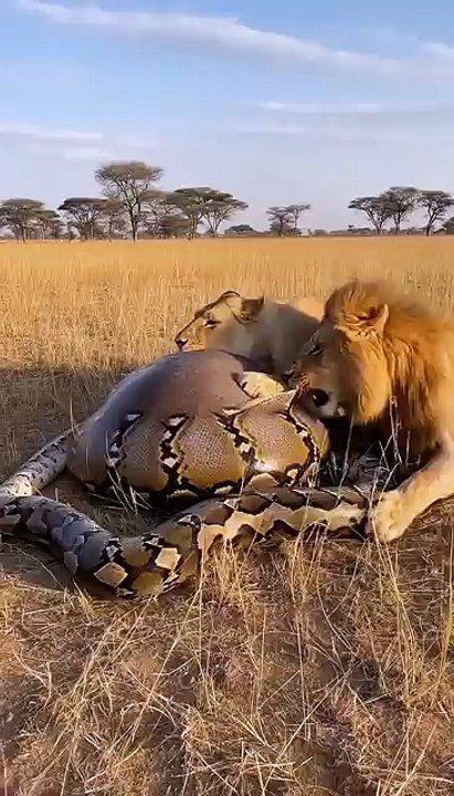 What_will_the_lion_discover_inside_the_python’s_belly_🦁🐍❓😱_사자는_비단뱀의_배_속에서_무엇을_발견하게_될까__#lion_#python(360p)(1)