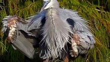 burung abu-abu besar