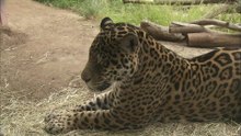 These Two Jaguars Start Off on the Wrong Paw — and Need to Make Up if They Want to Breed