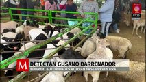 En el Estado de México, se registra el primer caso de gusano barrenador en una cabra
