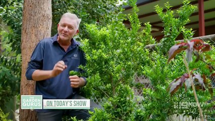 The Garden Gurus - Season 39 Episode 16