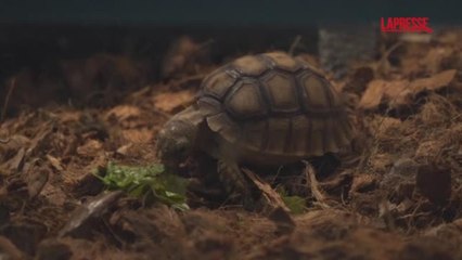 Hong Kong, la cura delle tartarughe salvate dall'incendio che ha ucciso 160 persone: il video