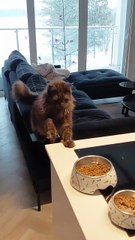 My Cat Is CONFUSED… Where Did My Food Bowl Go?! 😾😂 #cat #cats #viralcats #trending