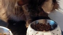 The Most Important Part Of A Day - Breakfast! #cat #funnycat #food #viralcats #fyp