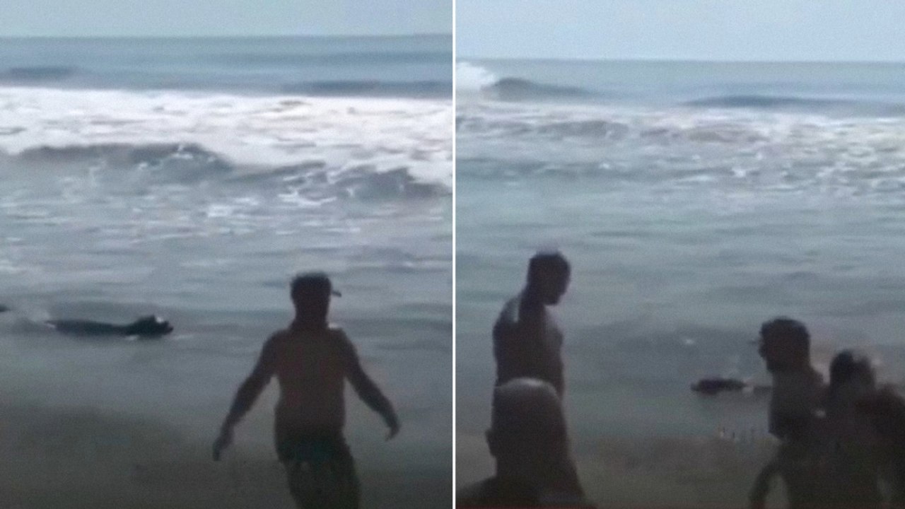 Argentina: leone marino semina il panico tra i bagnanti, persone costrette a uscire dall’acqua