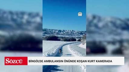 Bingöl'de ambulansın önünde koşan kurt kamerada
