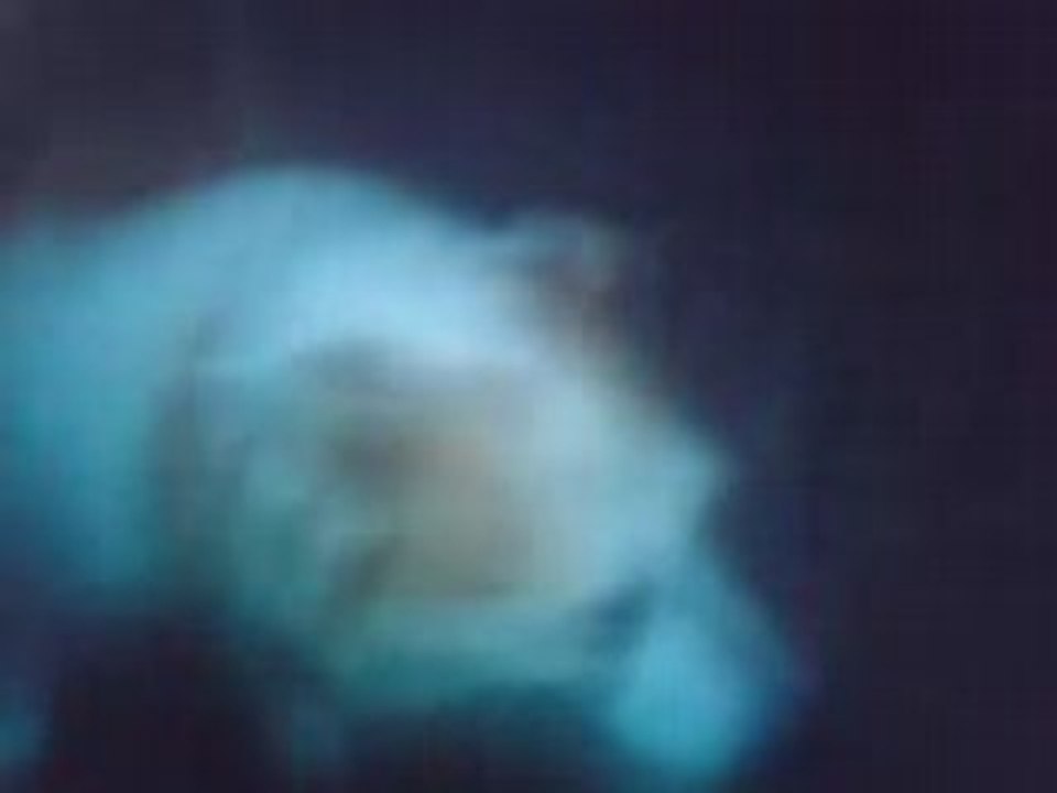 MOV00687