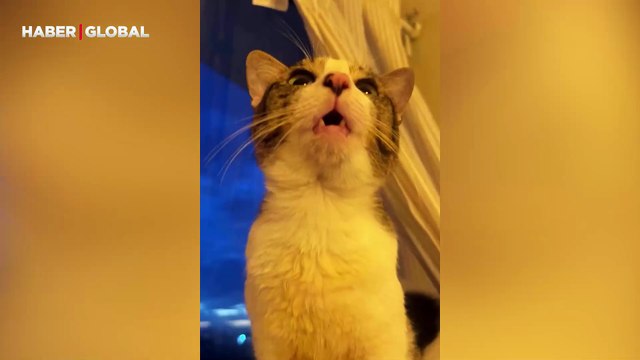 Sahibinin ismini söyleyen kedi izlenme rekoru kırdı