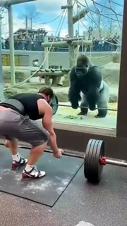 Man_Challenges_Gorilla_to_a_Lift-Off..._He_Instantly_Regrets_It_😳(360p)