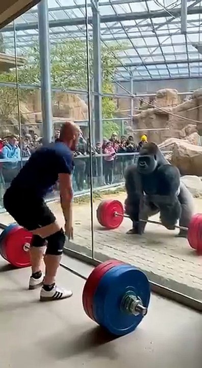 He_Made_the_Strength_Test_Look_Too_Easy!_🦍💪😮_#gorilla(360p)