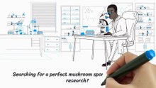 Mexican Dutch King Spore Syringe | Buy Mushroom Spores Online| Quality Spores