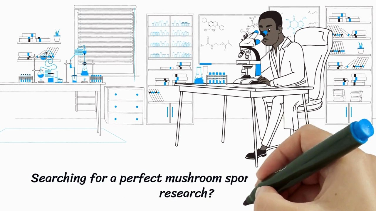 Mexican Dutch King Spore Syringe | Buy Mushroom Spores Online| Quality Spores