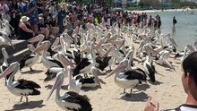 Pelicans in Australia 🇦🇺