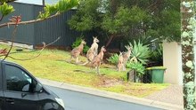 Australian kangaroos 🦘