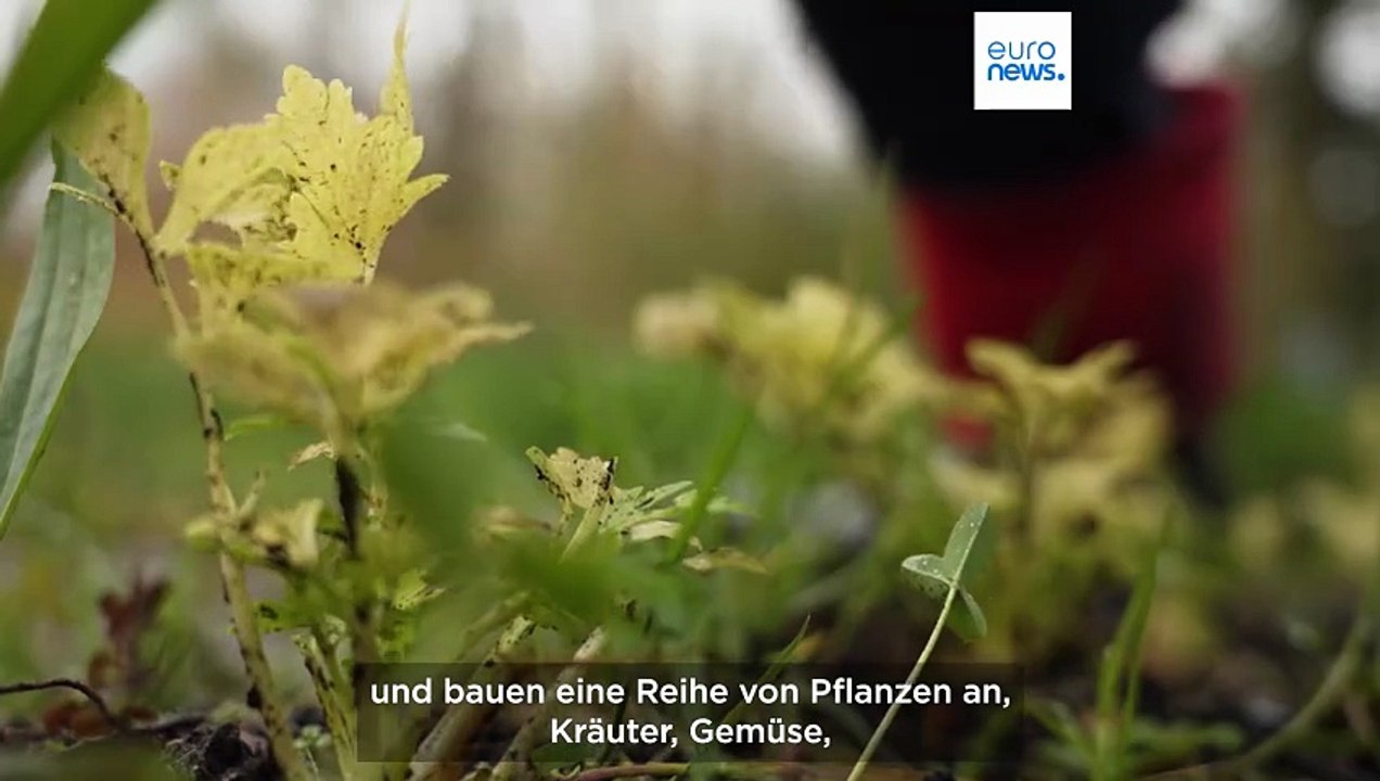 Irlands zauberwort: wie die „paludikultur“ moore und die zukunft der landwirte verändert