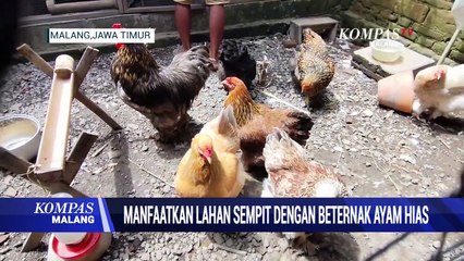 Untung Berlipat Dari Beternak Ayam Hias di Lahan Terbatas