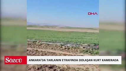 Tarlanın etrafında dolaşan kurt kamerada