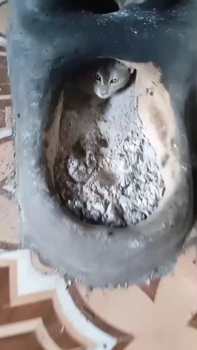 cat video comedy