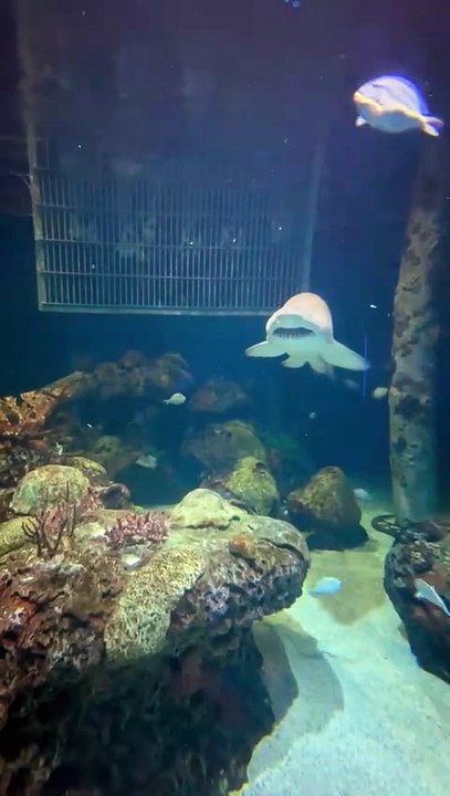 Sand shark