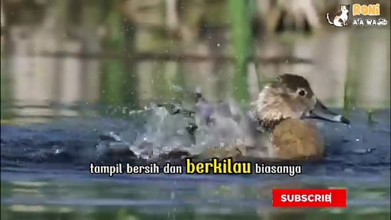 Lihat Bebek-Bebek Ini Mandi! 🦆 Mereka menikmati setiap cipratan air dengan riang — sederhana tapi menyenangkan!