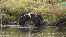 Adorable Group of Nutria Playfully Wrestle in the River