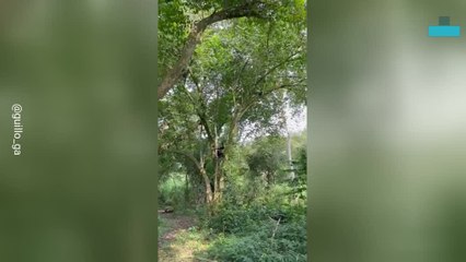 Tense Moment Monkeys Chase off Attackers