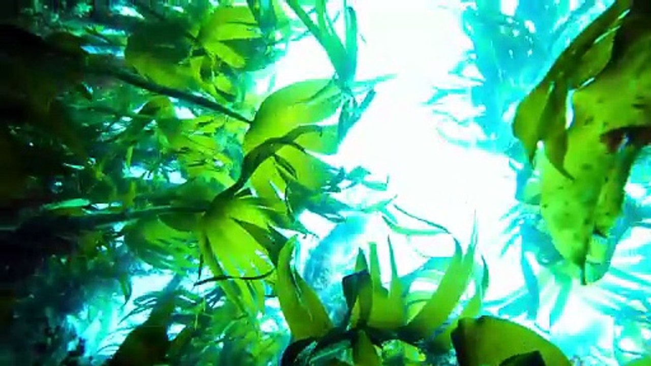 Solo_Camping_on_a_Remote_Ocean_Cliff_Catch_Cook_720P