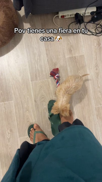 Piranha ou pitbull mais ces dents d’aiguille quand il se trompe il ne faut pas ou ne doit pas mordre mon petit chien c’est incroyable