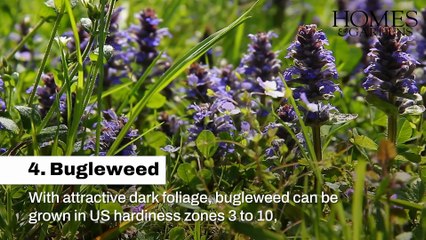 Shade Loving Perennials