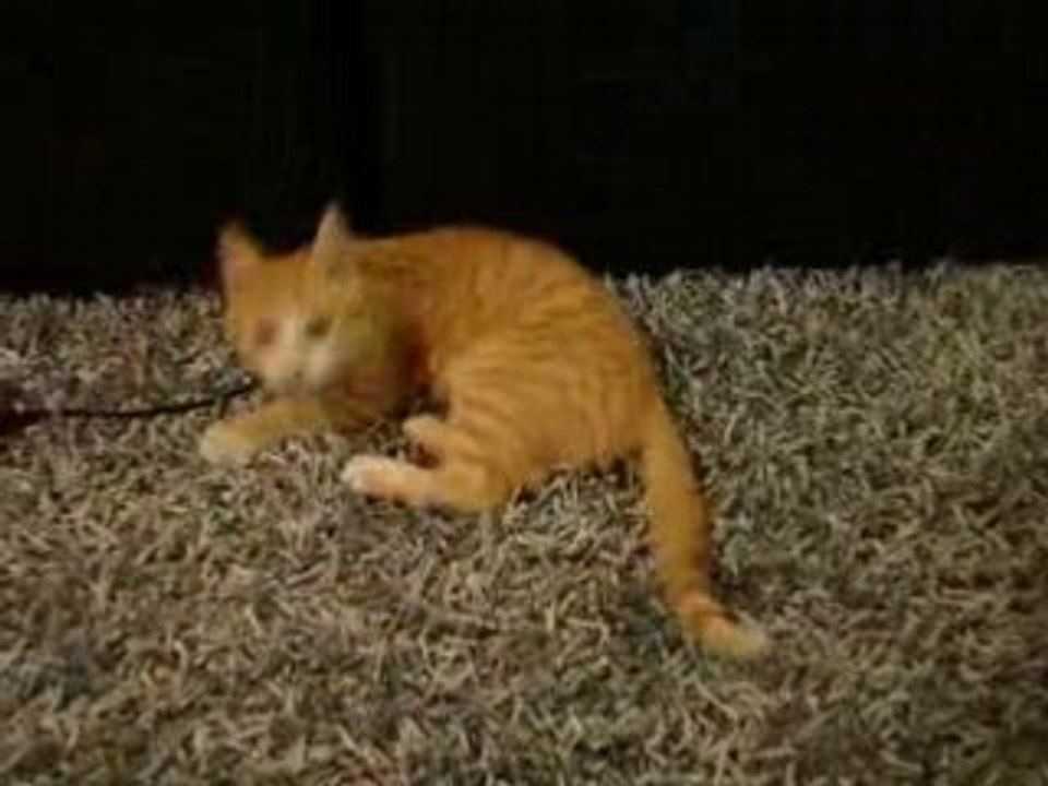Tigrou joue