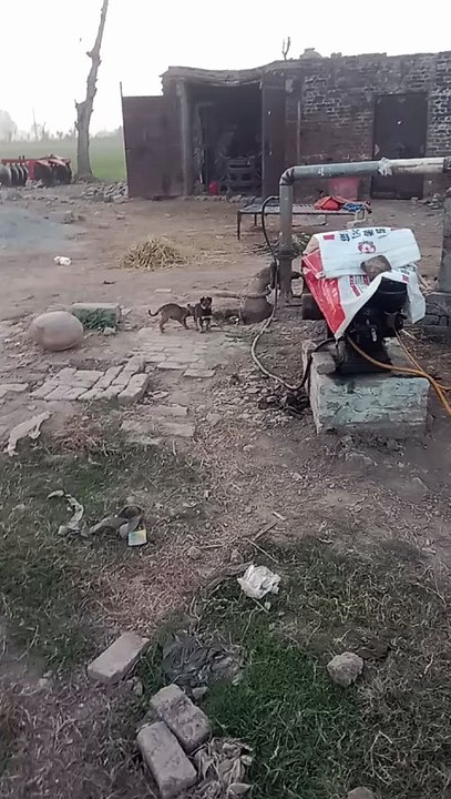 Top Dangerous monster dogs in village