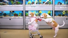 Funniest Dog Shopping Cart Ride Ever 🐶🛒 | Epic Adventure