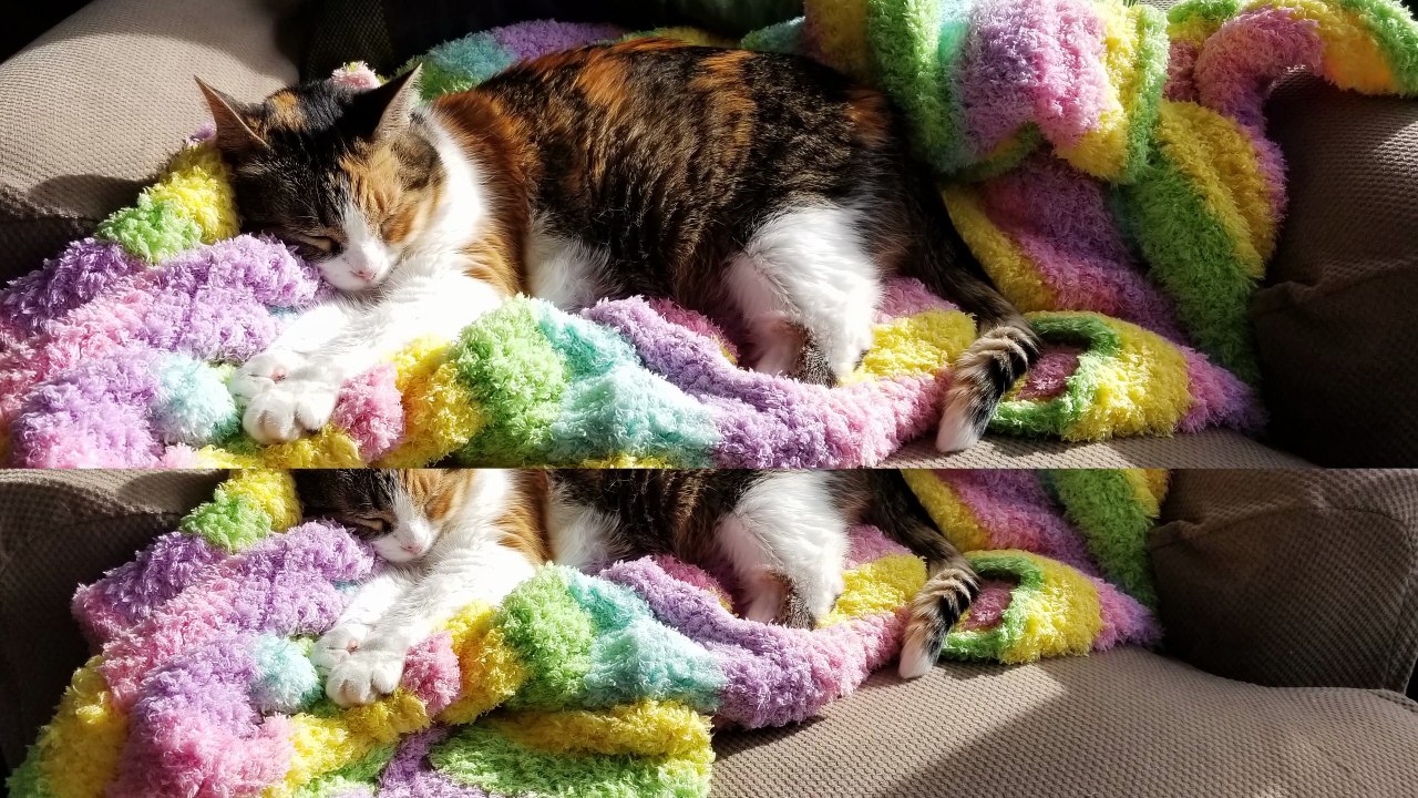 Elsie sleeping on a bed of flowers (living room edition). | #SparklegleamFarm #Elsie #farm #LadyChunkerella #cat #catlife #cute