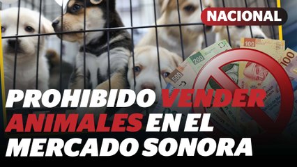 Prohibido vender animales en el Mercado Sonora habrá clausuras y multas  | Reporte Indigo