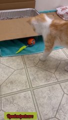 Happy pets, happy home 🐾Bite-resistant toy ball = endless play 👉 Shop now on our website