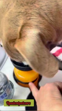 🐕 Thirsty dog on the go?One squeeze = instant waterNo spills. Foldable. Travel-ready.👉 Shop now & stay worry-free! 🛒