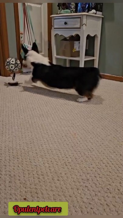 STOP SCROLLING 🚨Your dog needs THIS ⚽🔔👉 Get it now!