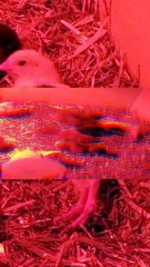 chillaxin' chicken | #SparklegleamFarm #Chicken #homestead #farmanimals #cute